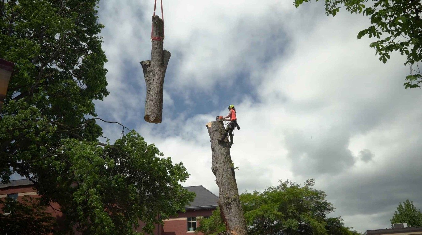Emergency Tree Services service in Perth Amboy, NJ